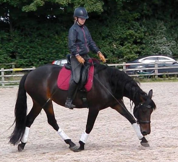 Classical Dressage - The Movements